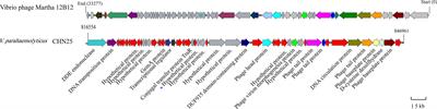 Prophage-Related Gene VpaChn25_0724 Contributes to Cell Membrane Integrity and Growth of Vibrio parahaemolyticus CHN25